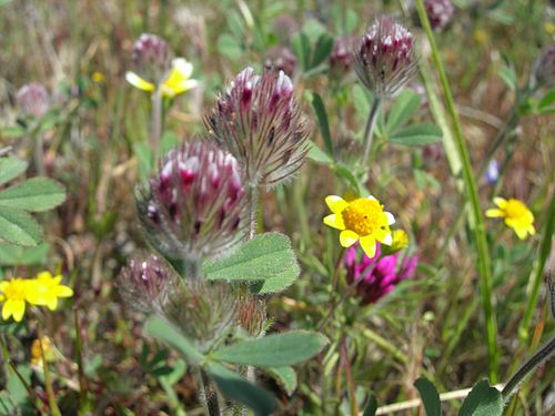 Trifolium albopurpureum